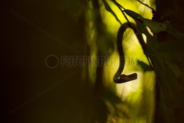 Amazonian whipsnake on the edge of forest in French Guiana