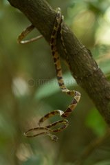 Blunt-headed Treesnake on branch French Guiana