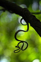 Blunt-headed Treesnake on branch French Guiana