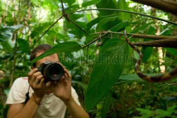 Photographer and Blunt-headed Treesnake French Guiana