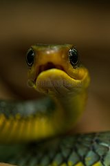 Portrait of Amazonian whipsnake in the forest French Guiana