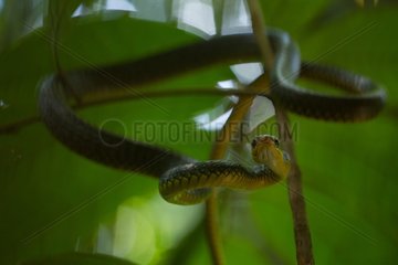 Amazonian whipsnake in the forest French Guiana