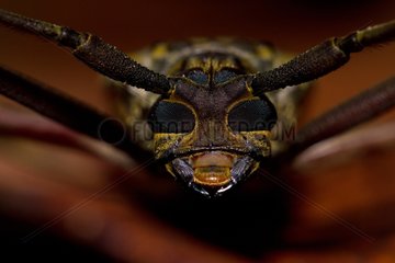 Portrait of Flat-face Longhorn Beetle French Guiana