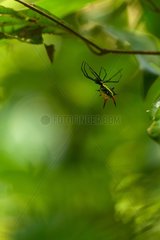 Spiny orb-weaver in forest French Guiana