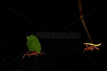 Leafcutter ant in forest French Guiana