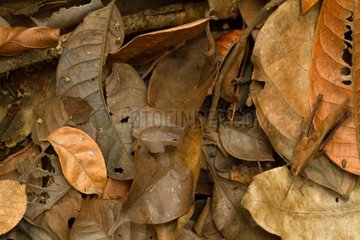 Forest Litter Grasshopper on dead leaves French Guiana