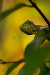 Many-colored bush Anole in forest French Guiana