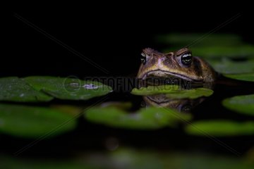Cane toad in a pond forest in French Guiana