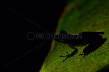 Troschel's Tree frog on a leaf French Guiana