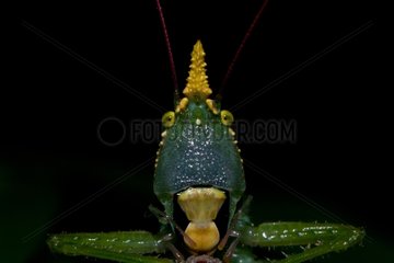 Portrait of Grasshopper forest in French Guiana