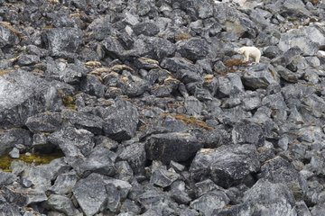 Polar bear on rocks Svalbard Hamiltonbukta