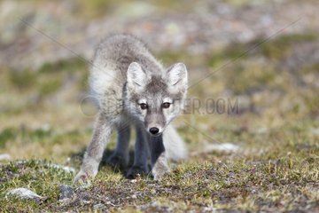 Arctic fox in tundra Kongsfjord Svalbard