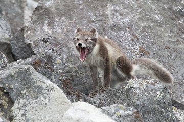 Arctic fox yawning on rocks Magdalenefjord Spitsbergen