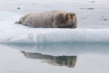 Bearded seal on ice Spitsbergen Bay King George