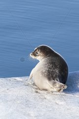 Ringed seals on the shore Sankt jonsfjord Spitsbergen