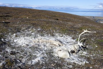 Remains of Svalbard reindeer died in the Svalbard tundra