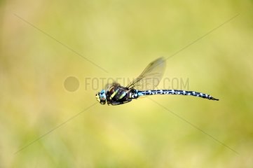 Dragonfly in flight France