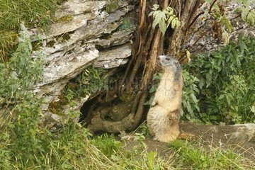 Alpine Marmot before its burrow Gavernie Pyrenees France