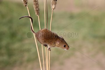 Harvest mouse on rods Midlands UK