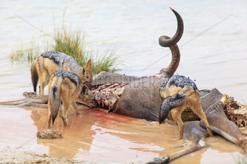 Jackals eating a kudu carcass Etosha Pan Namibia