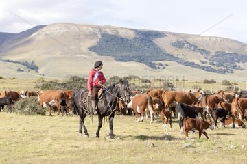 Gaucho and herd of cows - Torres del Paine Chile