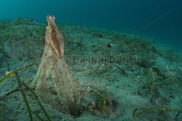Small octopus on sandy bottom and sea grass - Fiji