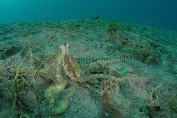 Small octopus on sandy bottom and sea grass - Fiji