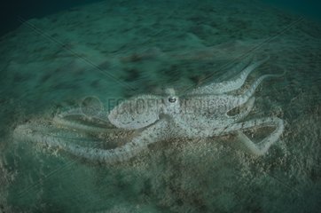 Small octopus on sandy bottom - Fiji