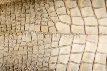 Detail der Skin Louisiana eines amerikanischen Alligators