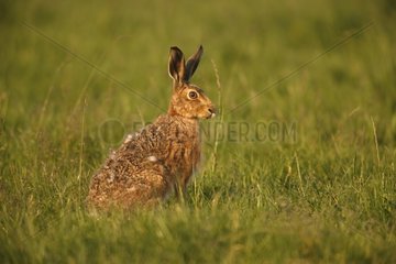 European Hare in meadow in summer Scotland