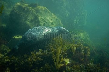 Grey seals underwater in the RN of the Seven Islands France