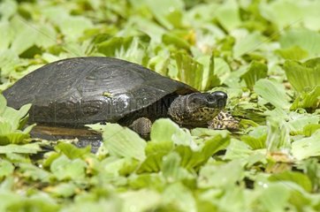 Black wood turtle in Costa Rica