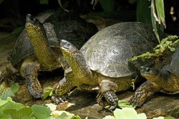 Group of Black wood turtles in Costa Rica