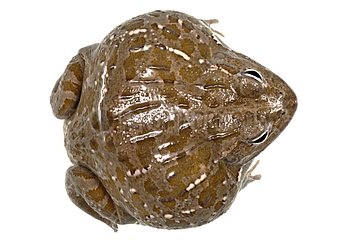 African Bullfrog on a white background