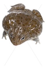 African Bullfrog on a white background