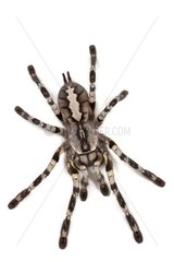 Regal Parachute Spider on white background