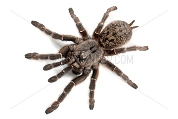 Straight Horned Baboon Spider on white background