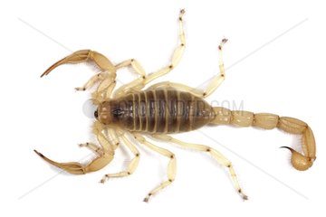 Giant Desert Hairy Scorpion on white background