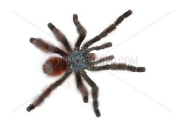 Antilles pinktoe tarantula male on a white background