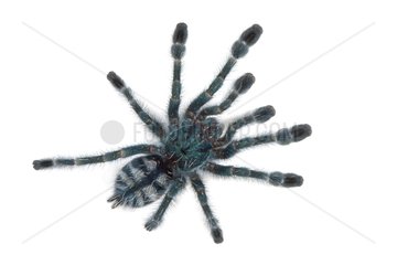 Young Antilles pinktoe tarantula on a white background
