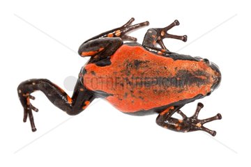 West African Rubber Frog on white background