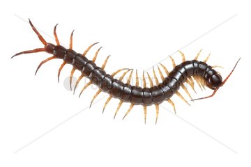 Barbados Giant Centipede on white background