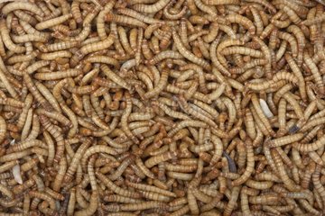 Yellow Mealworms larva serving as food for NAC