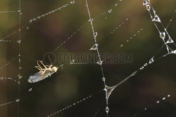 Fly trapped in a spider web and dew France