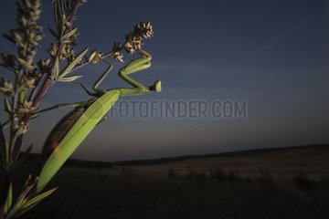 Praying mantis on plant at sunset France