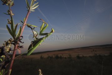 Praying mantis on plant at sunset France