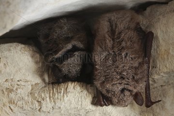 Brandt's Bat hibernating in a cave France