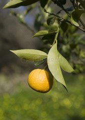 Mandarin fruit Crete