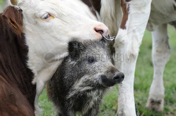 Eurasian wild boar adopted by Cows France