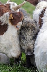 Eurasian wild boar adopted by Cows France